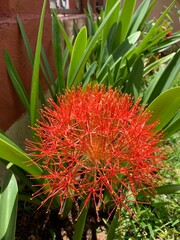 exotic tropical flower