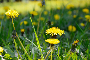 Yellow, wildflowers. Dandelions and green grass. Beautiful plant. Summer, spring. Close up. Near.