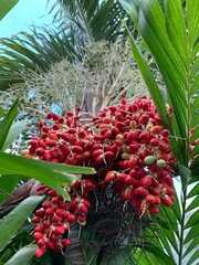 palm tree in thailand