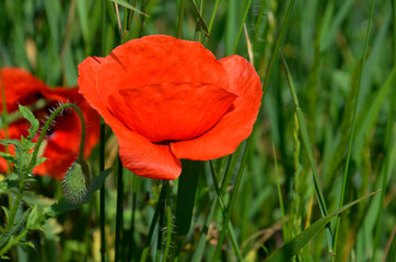 A blooming red poppy flower on a background of green grass. Up close. Near.