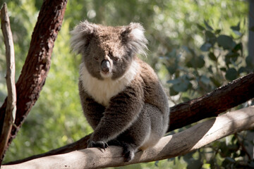 the koala is walking on a branch