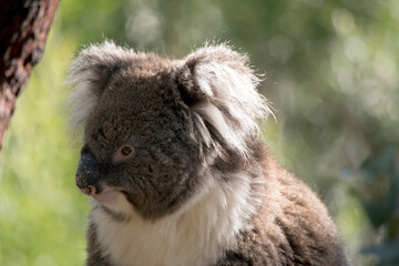 the koala has a big nose and fluffy ears