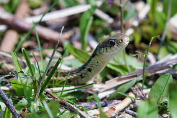 close-up of snake in the sun