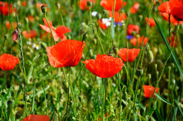 Many blooming poppies in the meadow. Summer. Field plants. Red flower.  Near. 
