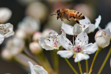 bee on blossoms