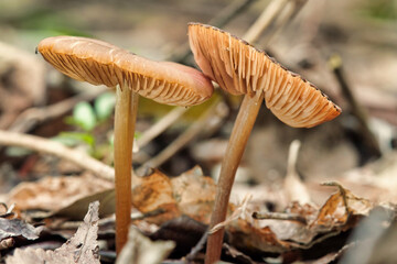 mushrooms in the Spring