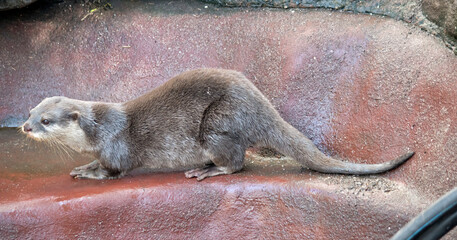 the otter has whiskers, a black nose and brown eyes