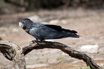this is a side view of a female black tailed red cockatoo