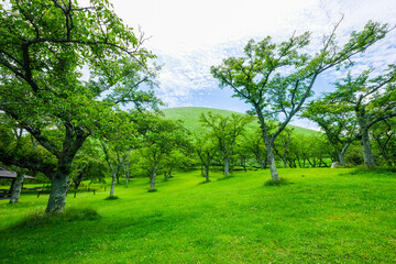 静岡県伊豆半島の大室山
