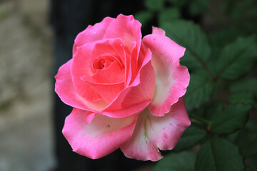 Beautiful pink rose in garden