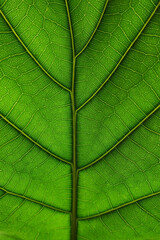 Details of the nature for background 