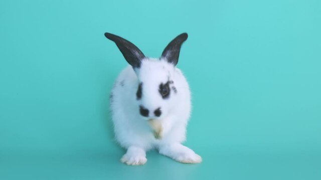 Small white rabbit with  black dot standing on green background and clean up face and ear fur
