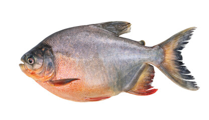 Pacu fish isolated on white background.