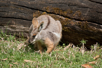 the young yellow footed rock wallaby is eating grass