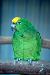 the Yellow-Fronted Amazon is green and yellow parrot