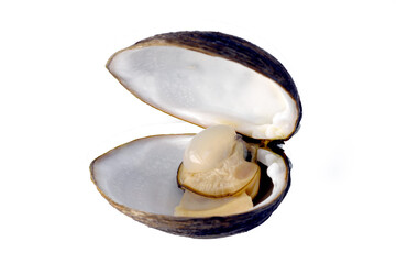   A boiled clam isolated on a white background