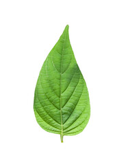 Fototapeta premium Green plant leaves isolated on white background , clipping path