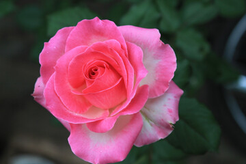 Beautiful pink rose in garden