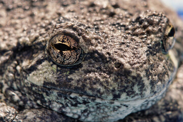 close-up of a frog and his golden eye