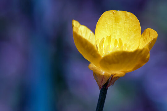 Yellow Wildflowers In Bloom