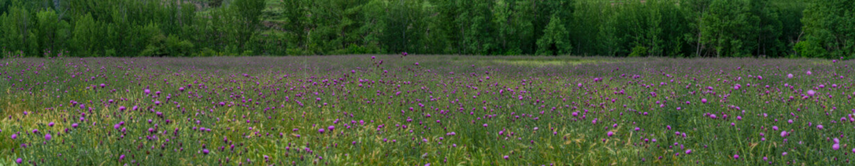 fields of flowers and violet plants in spring