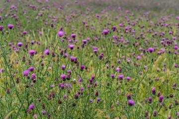 fields of flowers and violet plants in spring