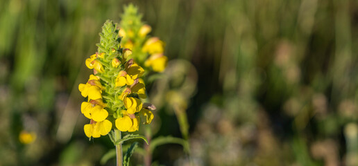 yellow flowers and plants in spring