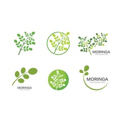 Moringa leaf illustration