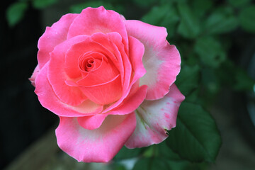 Beautiful pink rose in garden