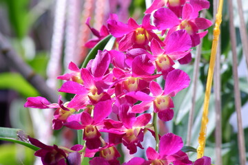 Dendrobium orchids plant on hanging pot