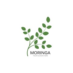 Fototapeta premium Moringa leaf illustration