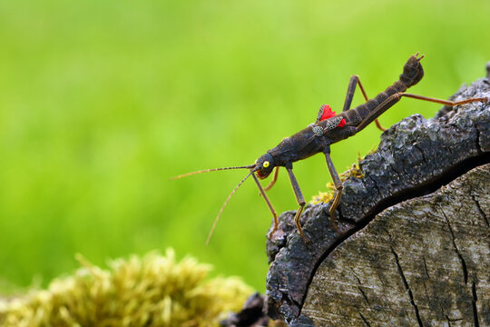 Stick insect Peruphasma schultei on dry wood with green background. Very colorful insects like a pet in a decorative environment.