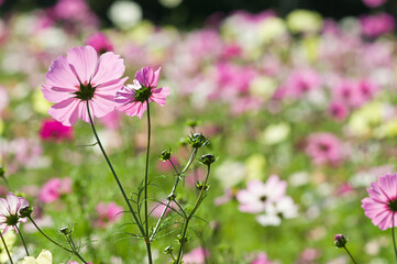 This is the Cosmos Garden.