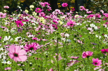 This is the Cosmos Garden.