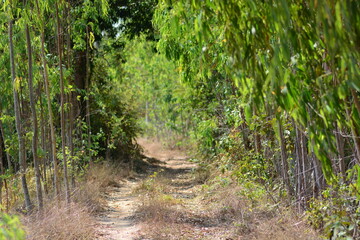 the way in forest 