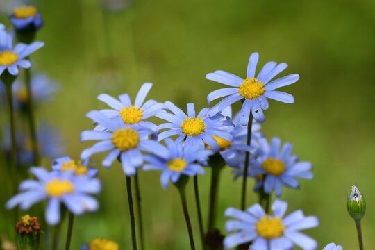Strand-Aster