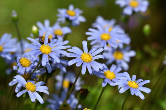 Strand-Aster
