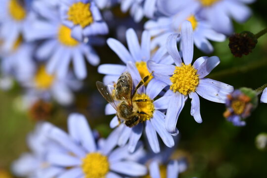 Strand-Aster
