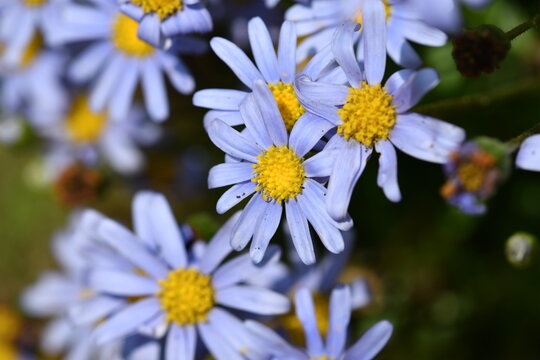 Strand-Aster