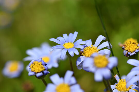 Strand-Aster
