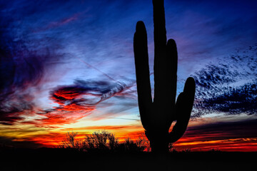 sunset saguaro cactus in the desert