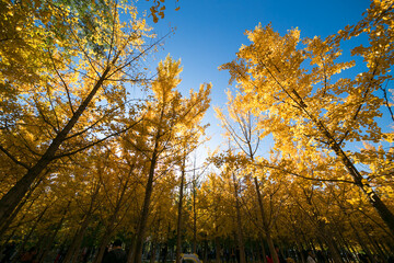 Ginkgo leaves in autumn