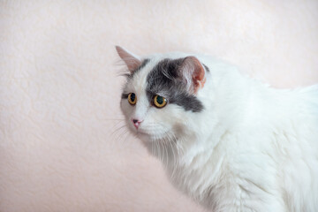 home photo of a white fluffy cat that looks very sad eyes somewhere