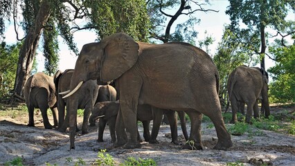 Elephant family is resting. Sunny day, adult animals and children are calm, grazing. Large ears, trunks, tusks, gray wrinkled skin are clearly visible. Around the trees. Botswana.
