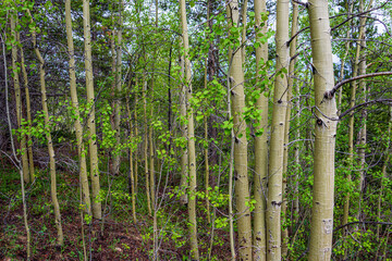 aspen trees