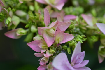Hortensie (Hydrangea Serratta)