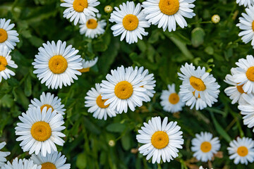 White camomile flowers grow in the village streets