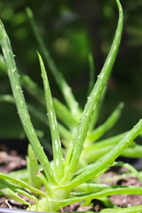 Detail of rich green aloe vera plant leaves