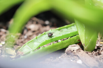 house fly on Detail of rich green aloe vera plant leaves