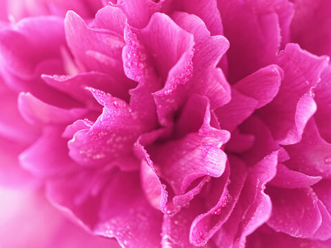 Macro image of a peony flower. Drops of water are at the tips of the petals. Shallow depth of field.